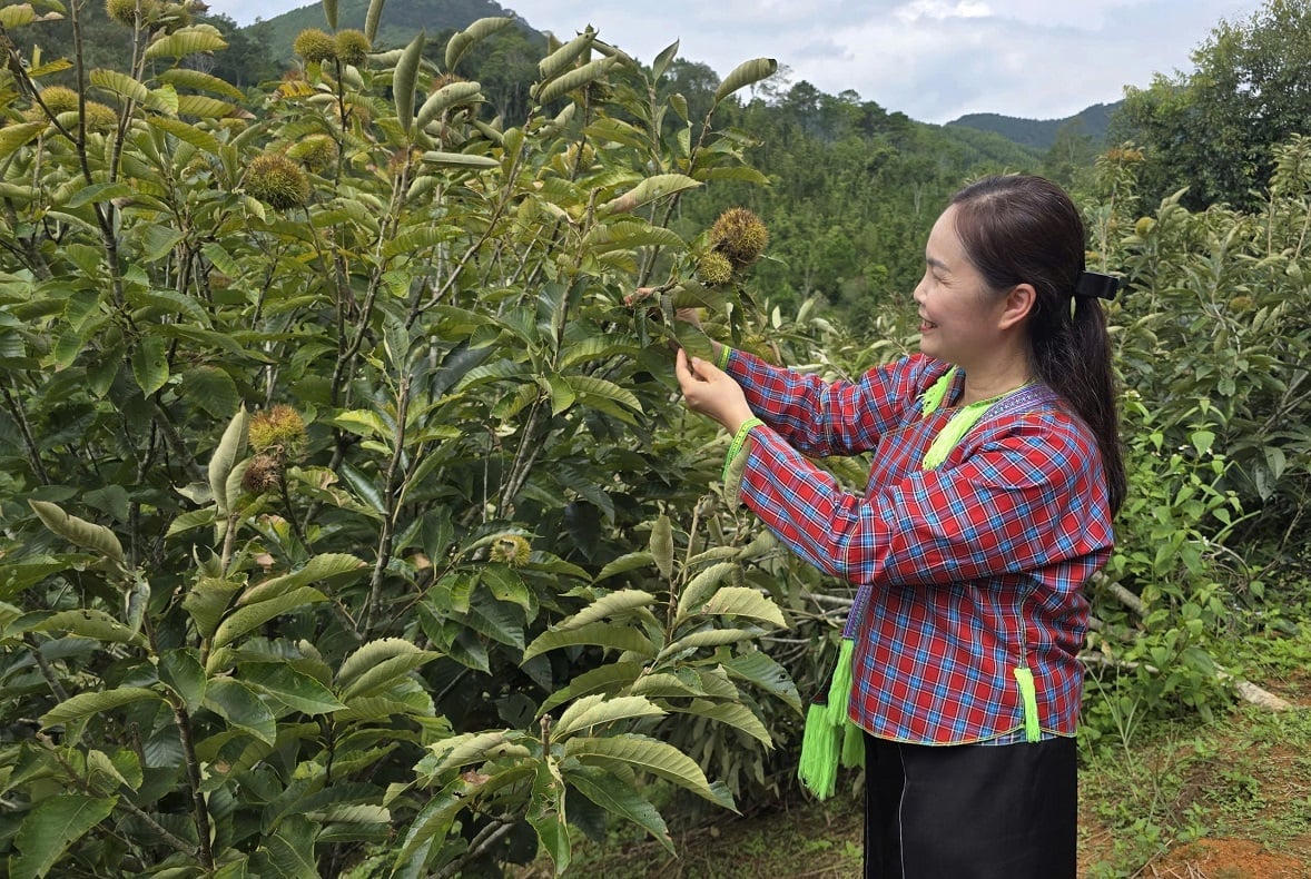 Người dân được hỗ trợ 35 triệu đồng/ha khi trồng cây dẻ lấy hạt