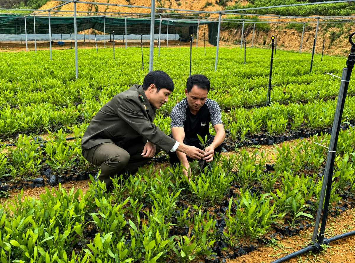 Cán bộ Hạt Kiểm lâm khu vực Hữu Lũng kiểm tra hoạt động sản xuất cây Hồi giống