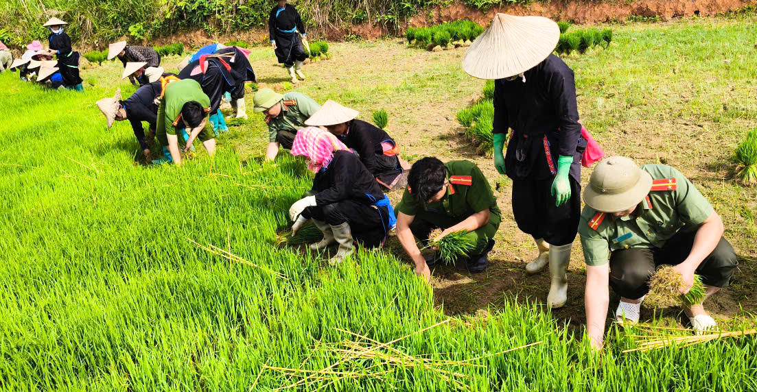 Lực lượng Công an xã cùng người dân nhổ mạ cấy lúa.