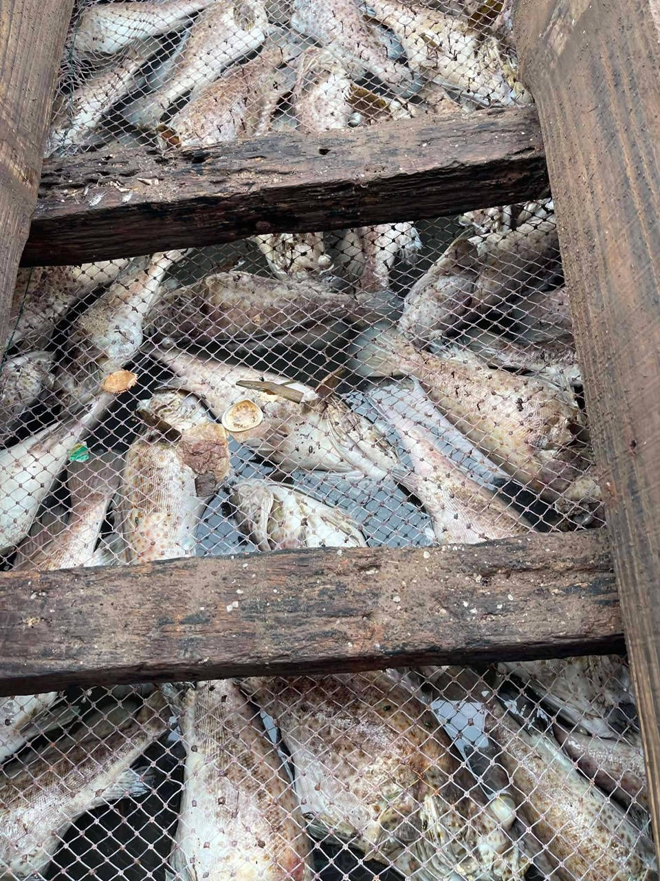 Hải Phòng: Xác minh nguyên nhân cá chết hàng loạt tại Cát Hải