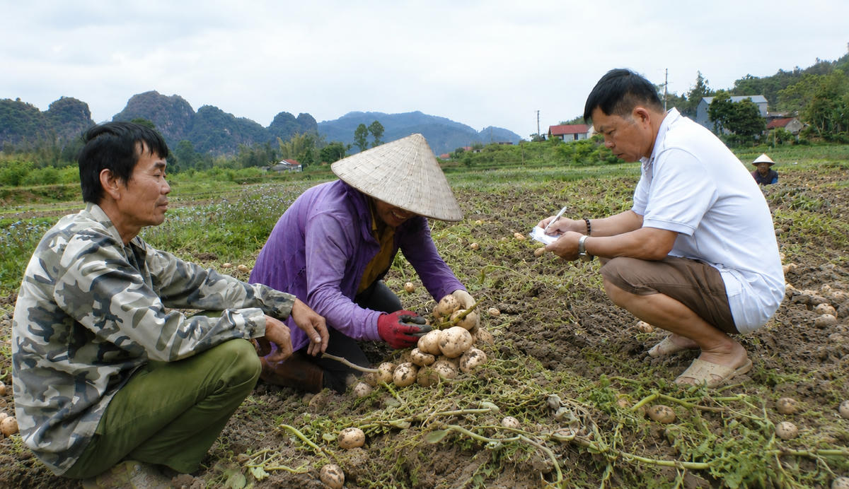 Ông Hà Văn Thượng ghi chép sản lượng khoai cho các xã viên HTX Hà Phát Khánh Khê