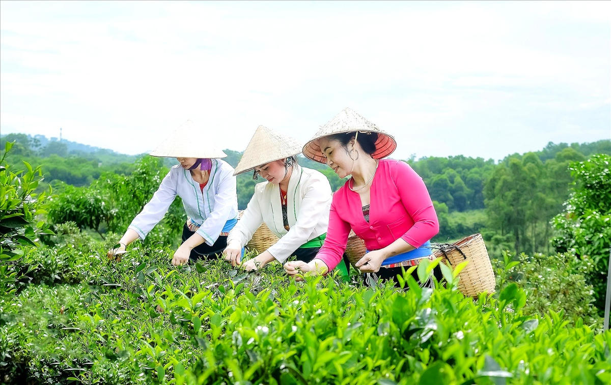 Xã Suối Hai đẩy mạnh xây dựng nông thôn mới, phát triển sản phẩm OCOP. ẢNH: G.B.