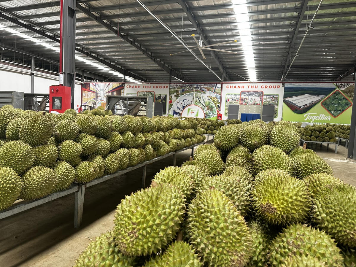 Hồ sơ cấp mã số vùng trồng, mã số cơ sở đóng gói được đơn giản hóa theo hướng rút gọn thành phần hồ sơ. Ảnh: NN