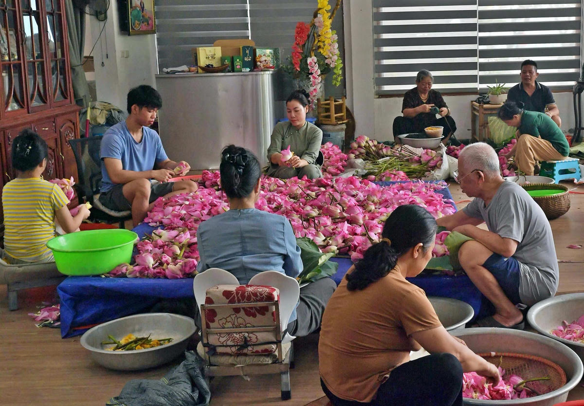 Một gia đình ba thế hệ cùng nhau làm trà sen ở Tây Hồ (Hà Nội).
