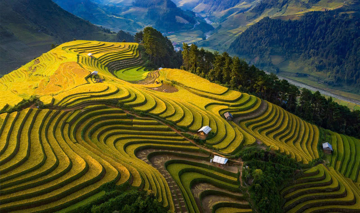 Ruộng bậc thang Mù Cang Chải khi lúa chín và mùa nước đổ. 	Ảnh: Tuấn Vũ