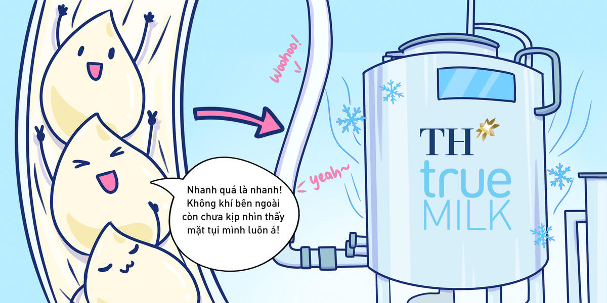 Hành trình khép kín hoàn hảo của giọt sữa tươi sạch TH true MILK