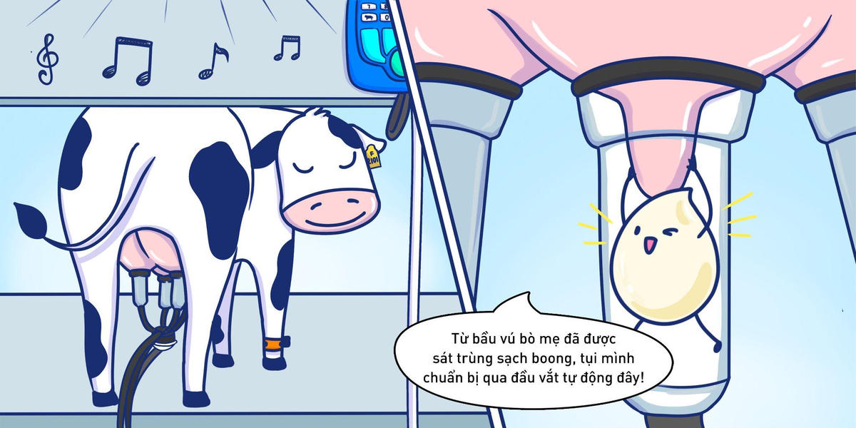 Hành trình khép kín hoàn hảo của giọt sữa tươi sạch TH true MILK