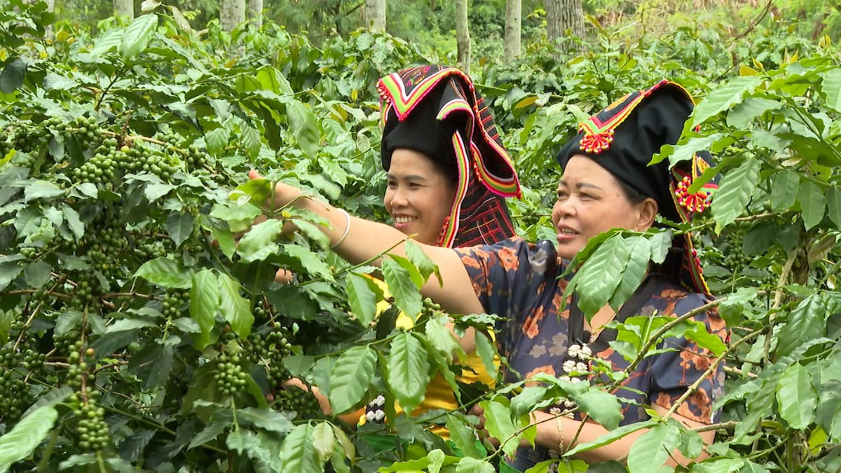 Điểm nhấn trong chiến lược phát triển nông nghiệp của Điện Biên là mở rộng vùng cà phê Arabica lên 20.000 ha trong những năm tới. Ảnh: Văn Học