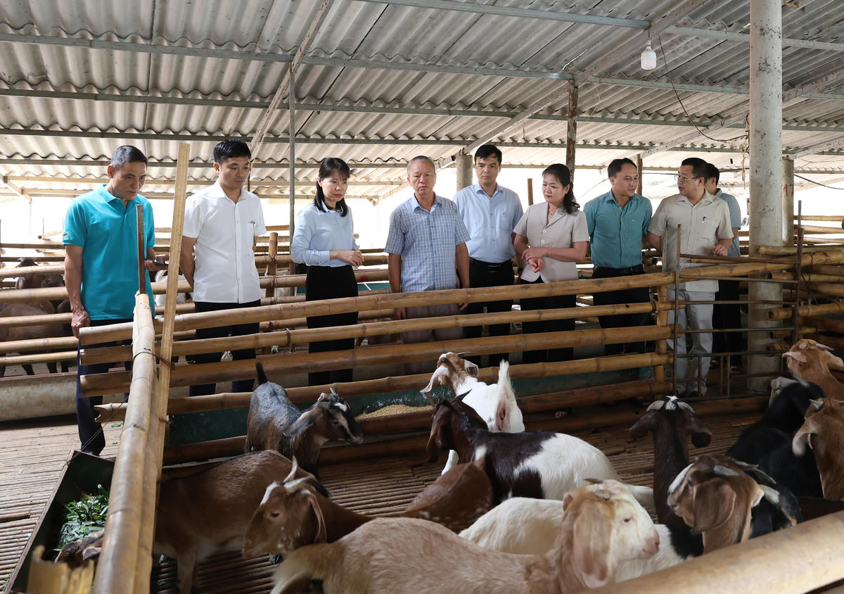 Thường trực Đảng ủy xã Yên Sơn đi thăm và kiểm tra mô hình chăn nuôi dê tiêu biểu trên địa bàn.