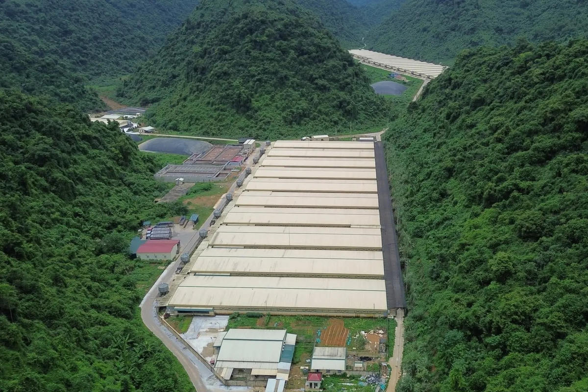 Trang trại chăn nuôi lợn của Công ty Dabaco Thanh Hóa, nơi xảy ra vụ tai nạn lao động. Ảnh: Đình Minh