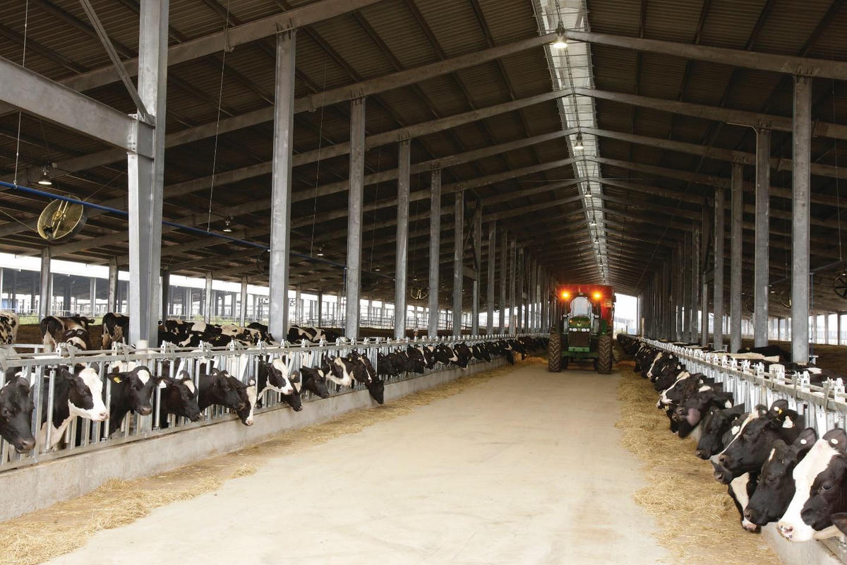 Trang trại chăn nuôi bò sữa tập trung ứng dụng công nghệ cao khép kín của Tập đoàn TH tại Nghệ An.