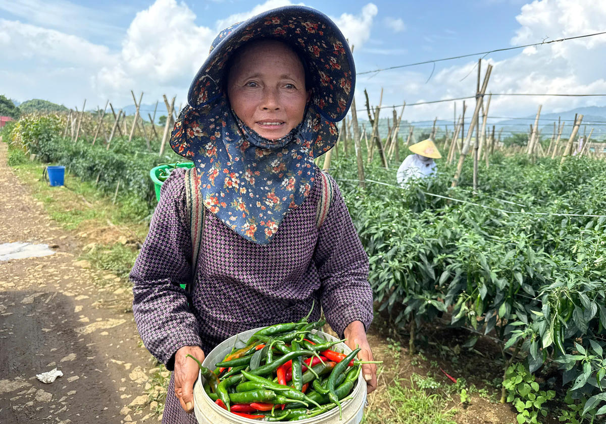 Người dân Quản Bạ phấn khởi với thành quả sau mỗi đợt thu hoạch ớt chỉ địa.