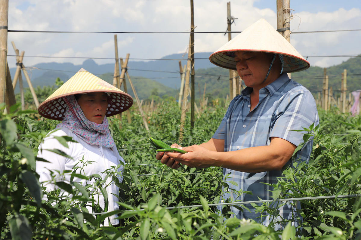 Đại diện doanh nghiệp liên kết kiểm tra chất lượng ớt chỉ địa cùng người dân trước khi thu mua sản phẩm.