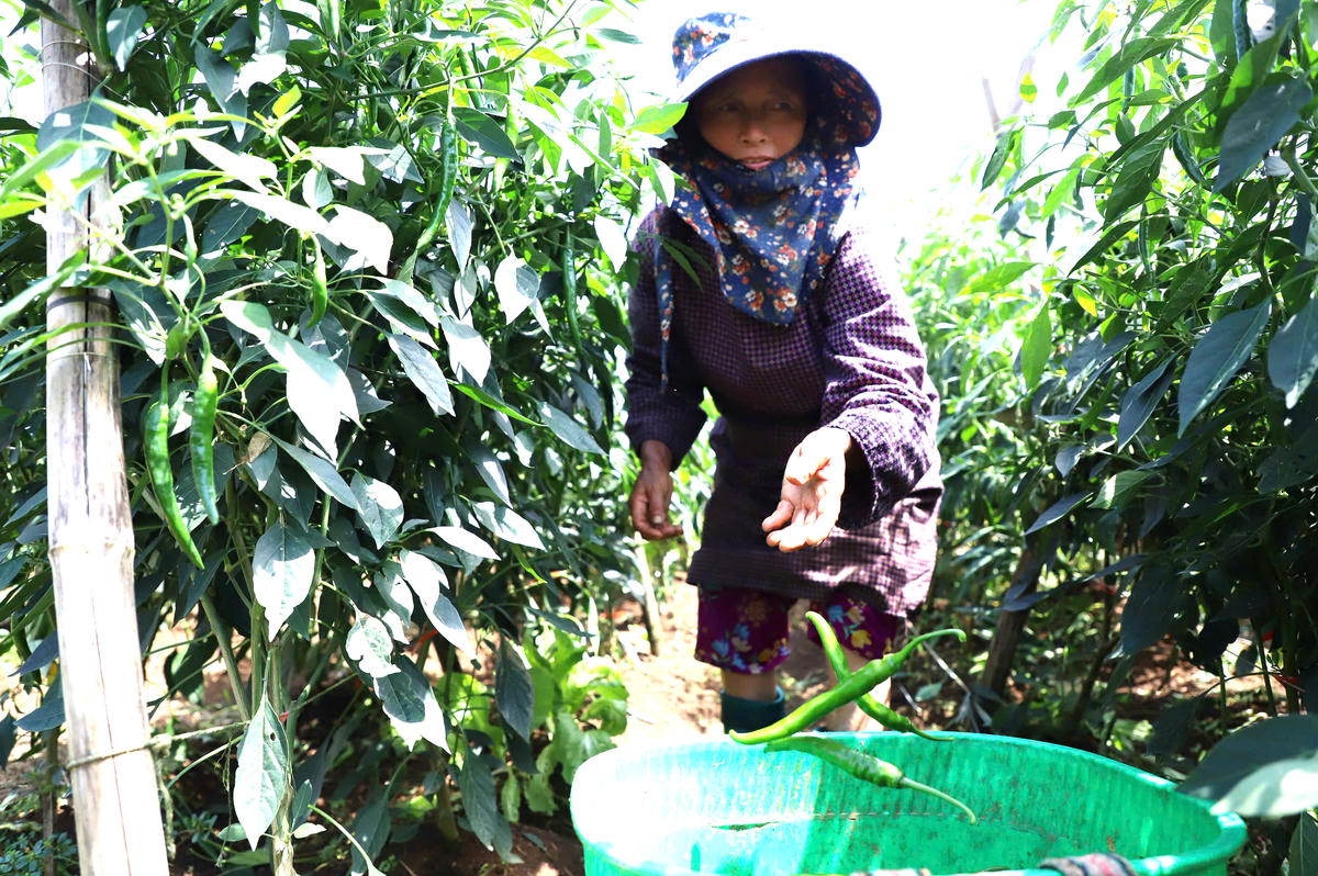 Giữa cái nắng mùa hè vùng cao, người dân vẫn tất bật thu hái những lứa ớt chỉ địa cho năng suất cao.
