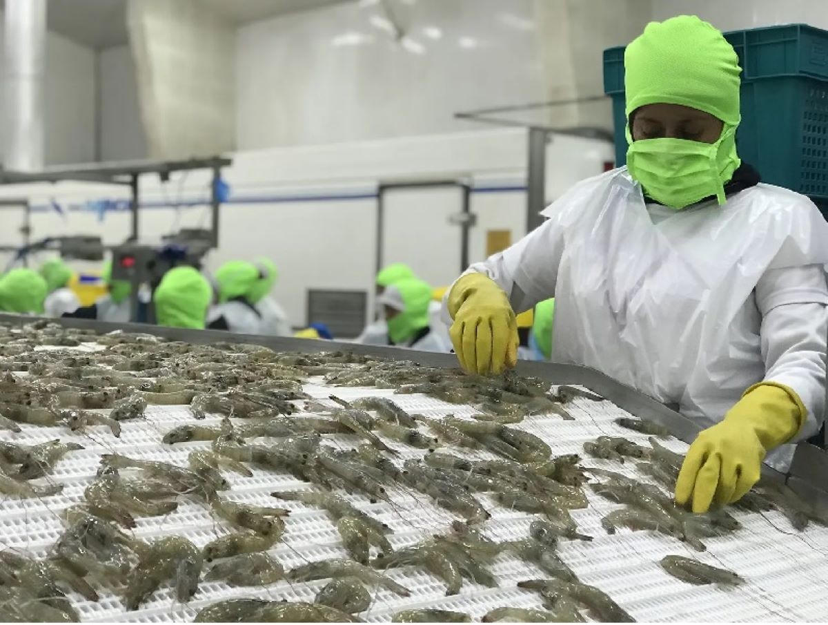Xuất khẩu thủy sản nửa cuối năm: Nhiều dư địa tăng tốc