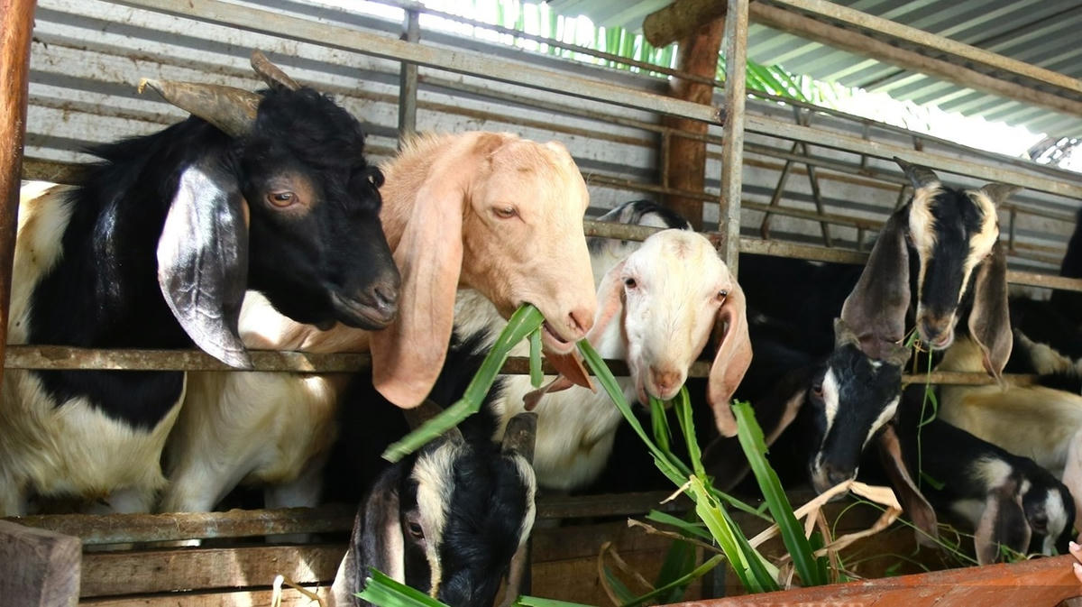 Nhiều hộ gia đình tại địa phương nuôi dê.