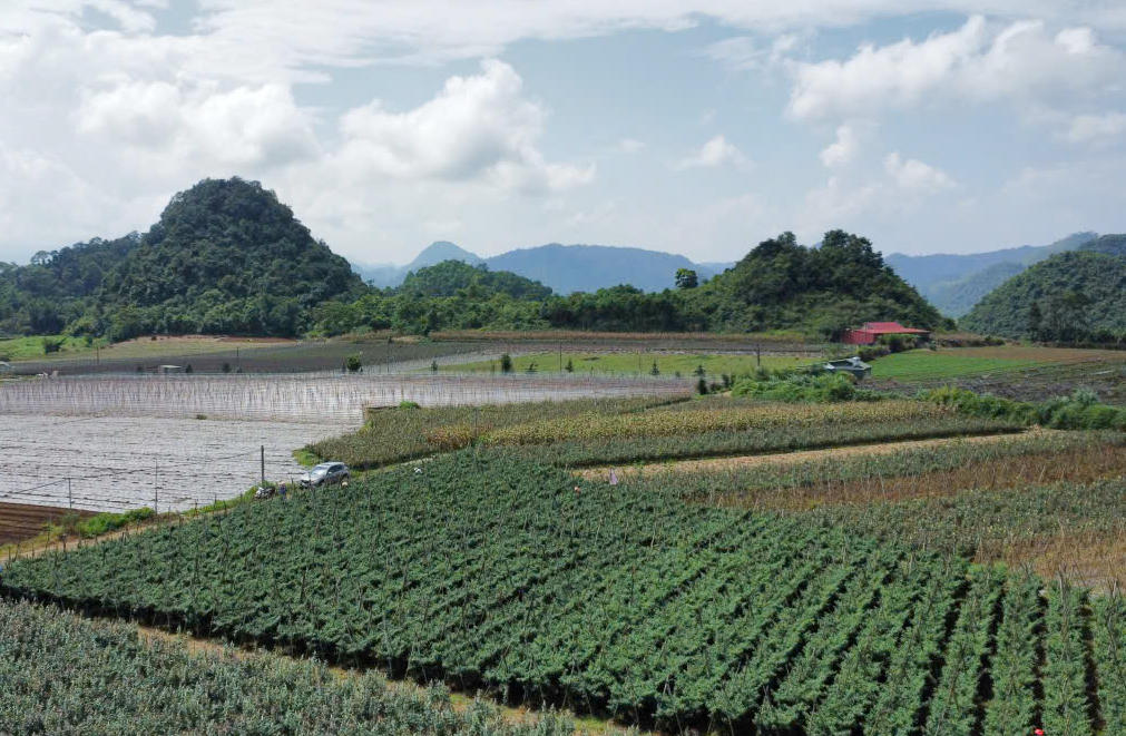 Toàn cảnh vùng sản xuất ớt chỉ địa tập trung tại xã Quản Bạ, góp phần nâng cao giá trị sản xuất nông nghiệp địa phương.