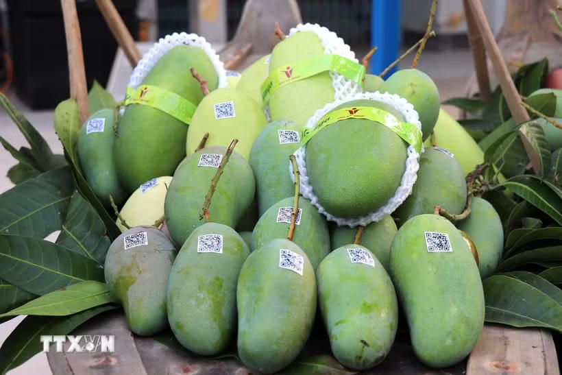 Xoài tượng da xanh An Giang xuất sang thị trường Hoa Kỳ. (Ảnh: Thanh Sang/TTXVN).