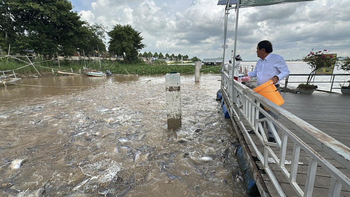 Ông Trương Minh Hải, Tổ trưởng Tổ Cộng đồng bảo vệ nguồn lợi thủy sản đang cho cá ăn tại khu bảo tồn bên dòng sông Tiền. (Ảnh: Trung Ngãi).
