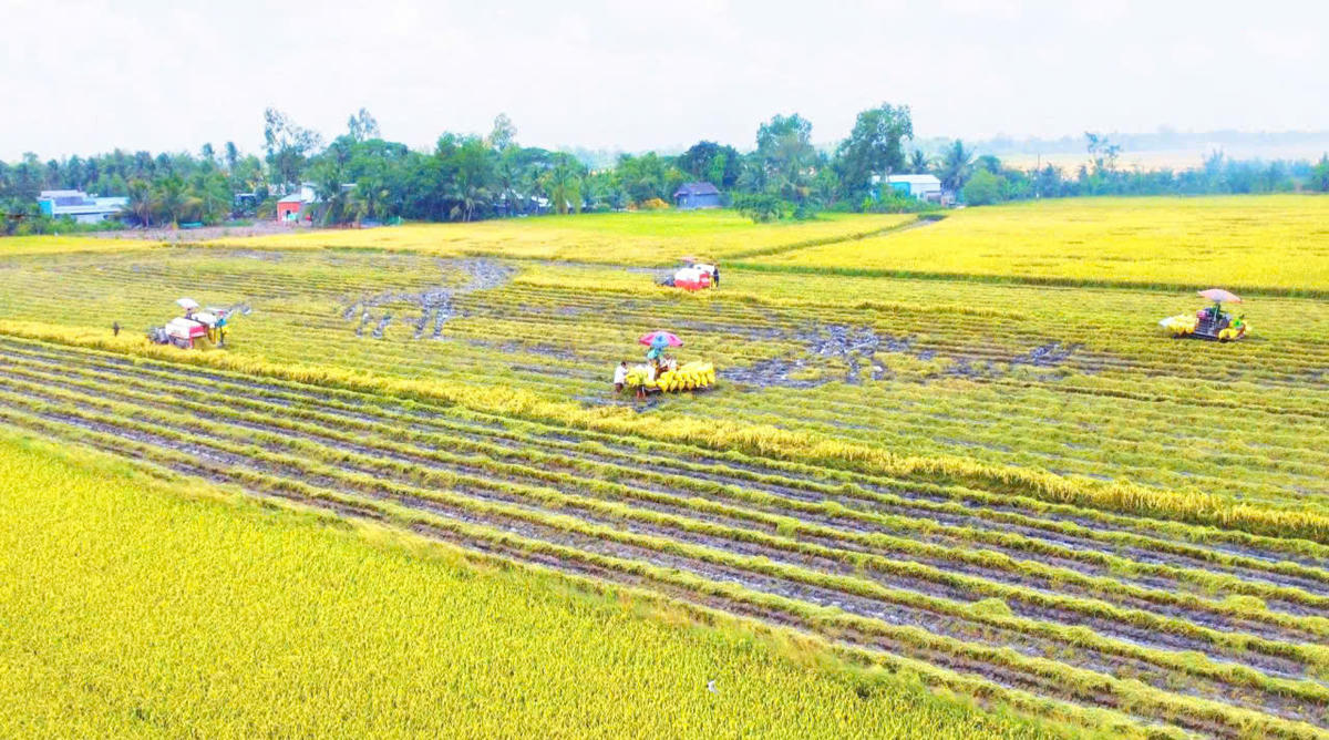  Đề án phát triển bền vững 1 triệu ha chuyên canh lúa chất lượng cao, phát thải thấp gắn với tăng trưởng xanh vùng đồng bằng sông Cửu Long đến năm 2030 được xem là giải pháp căn cơ giúp Cà Mau tái cơ cấu toàn diện ngành lúa gạo. Ảnh: CL