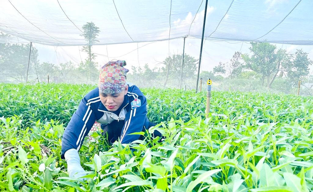 Gần 6 triệu xã viên sẽ được hưởng nhiều chính sách hỗ trợ