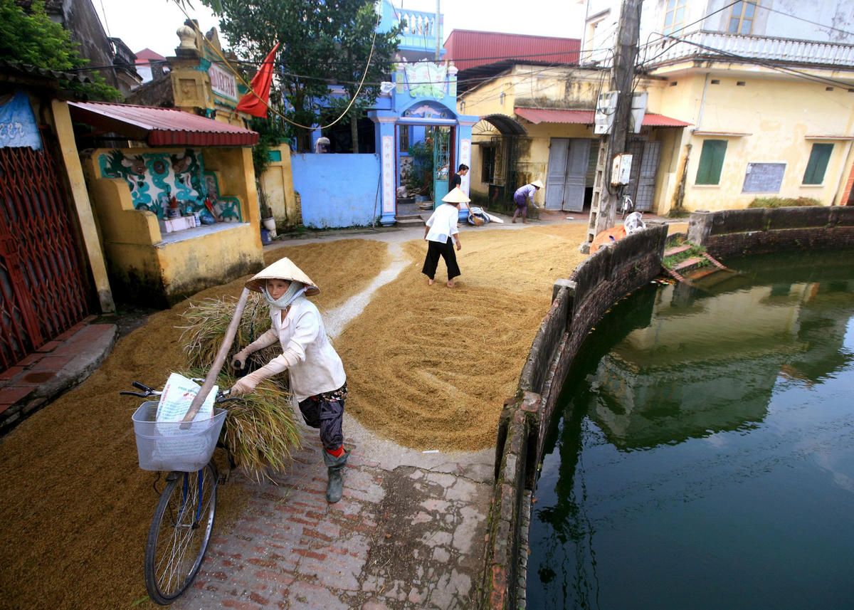 Mùa gặt ở làng. Ảnh: Lê Bích.