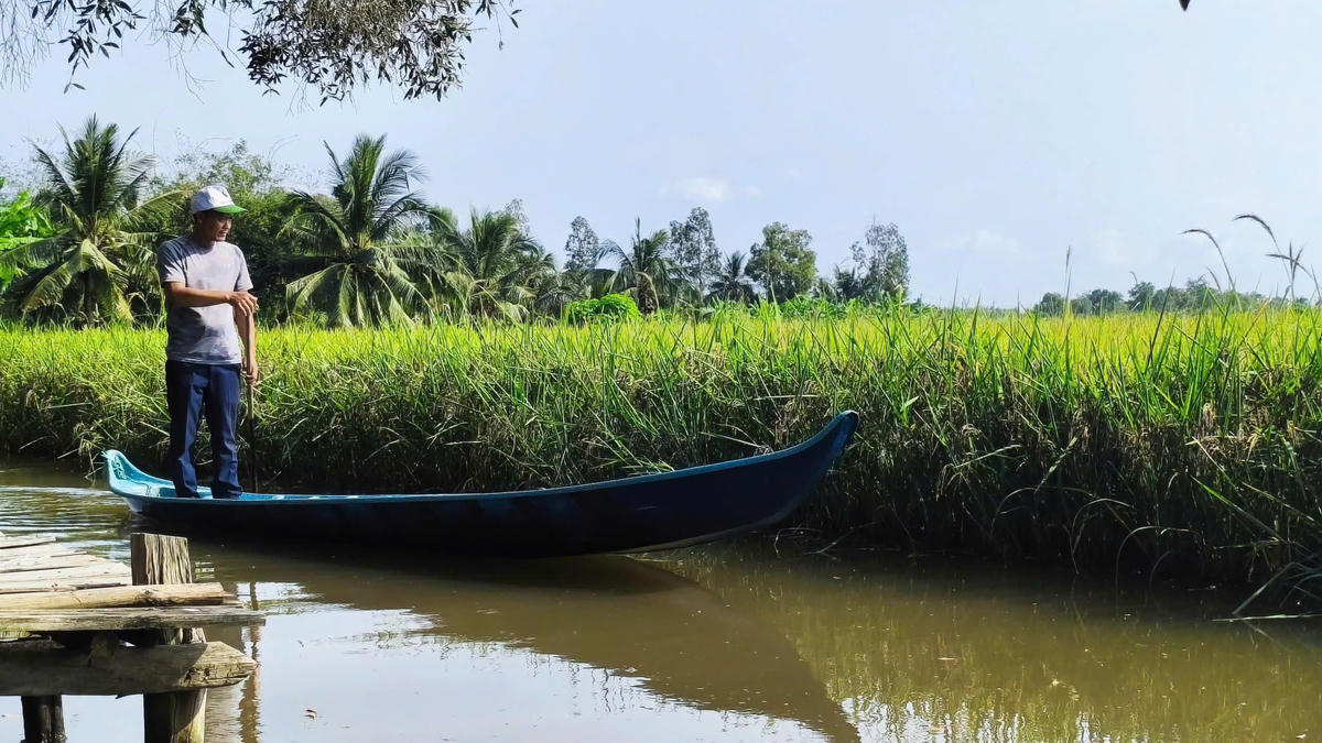Cà Mau đặt mục tiêu xây dựng 55.000ha&nbsp;vùng chuyên canh lúa chất lượng cao, phát thải thấp tại 20 xã, phường trọng điểm theo Đề án của Chính phủ đến năm 2030. Ảnh: Nguyên Du