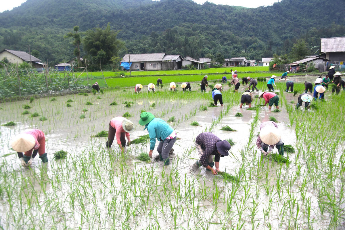 Những ruộng lúa nước hiếm hoi, quý hiếm trên vùng đá xám biên cương Tùng Vài.