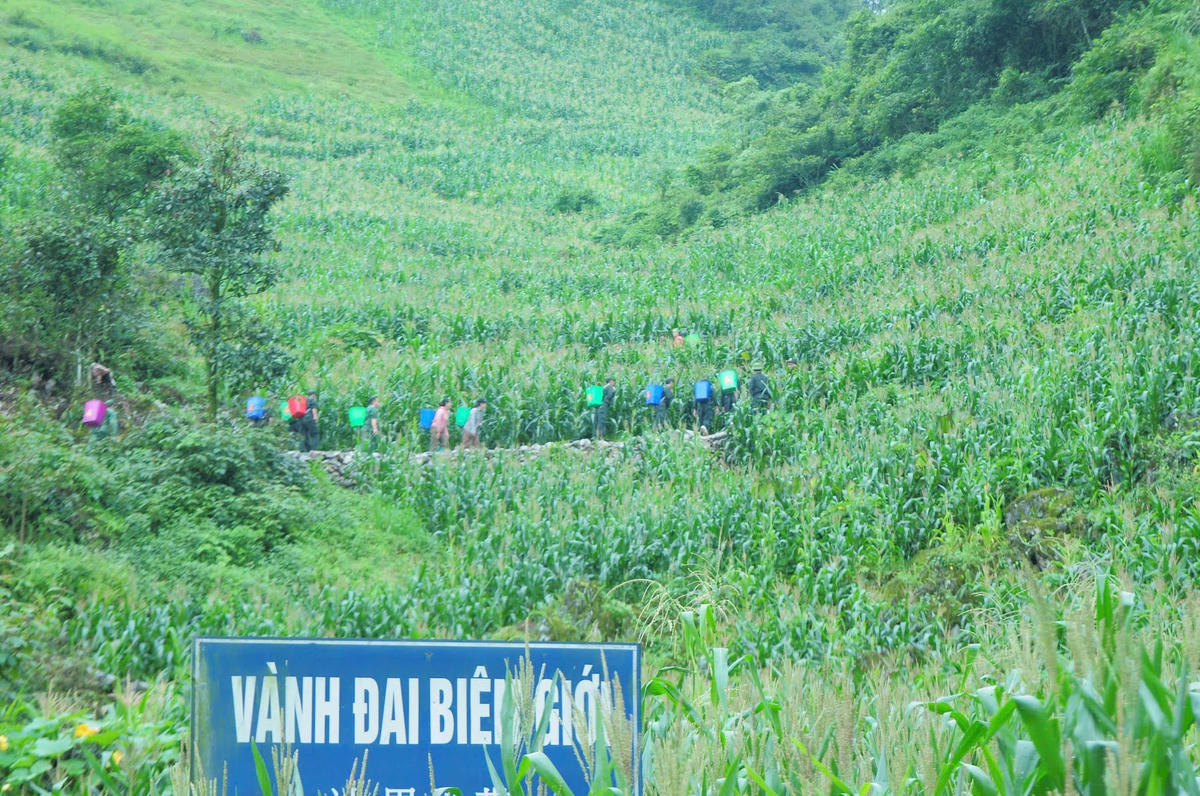 Màu xanh của ngô phủ kín đá xám, minh chứng ý chí kiên cường của người dân Tùng Vài vượt qua nghịch cảnh của tạo hóa.