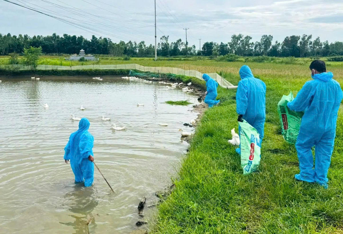 Nghệ An: Khẩn trương khoanh vùng, dập dịch cúm gia cầm