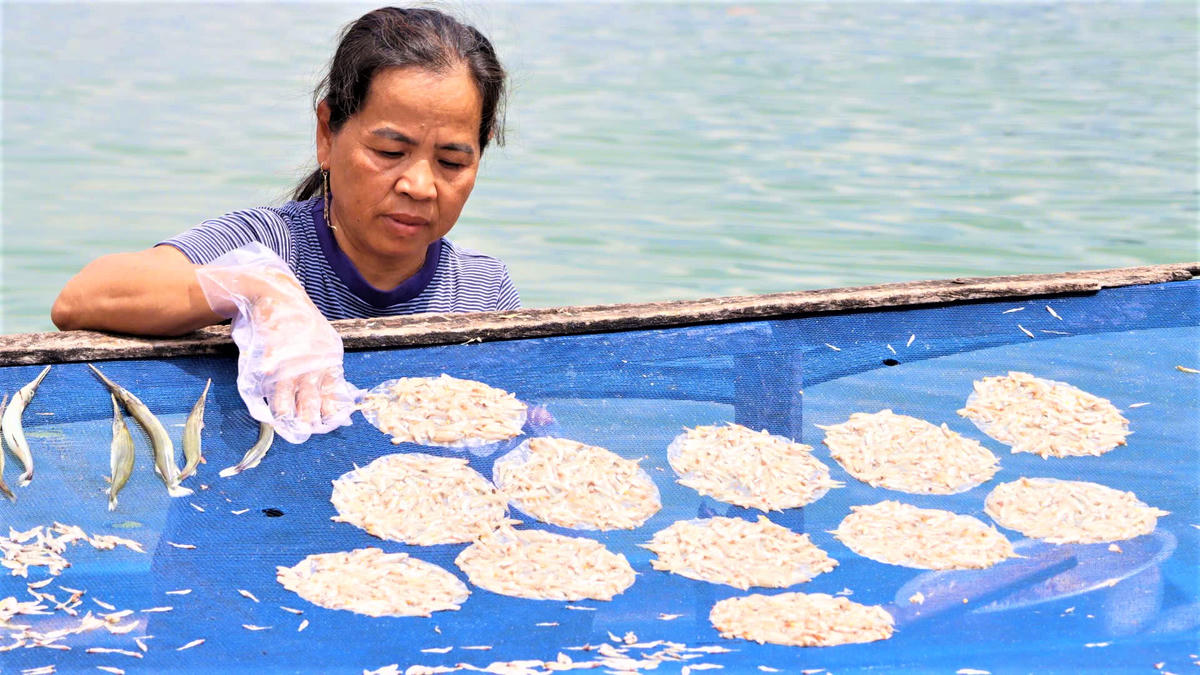 Bà Võ Thị Quýt đang phơi bánh tráng cá cơm. Ảnh: Tấn Thành.