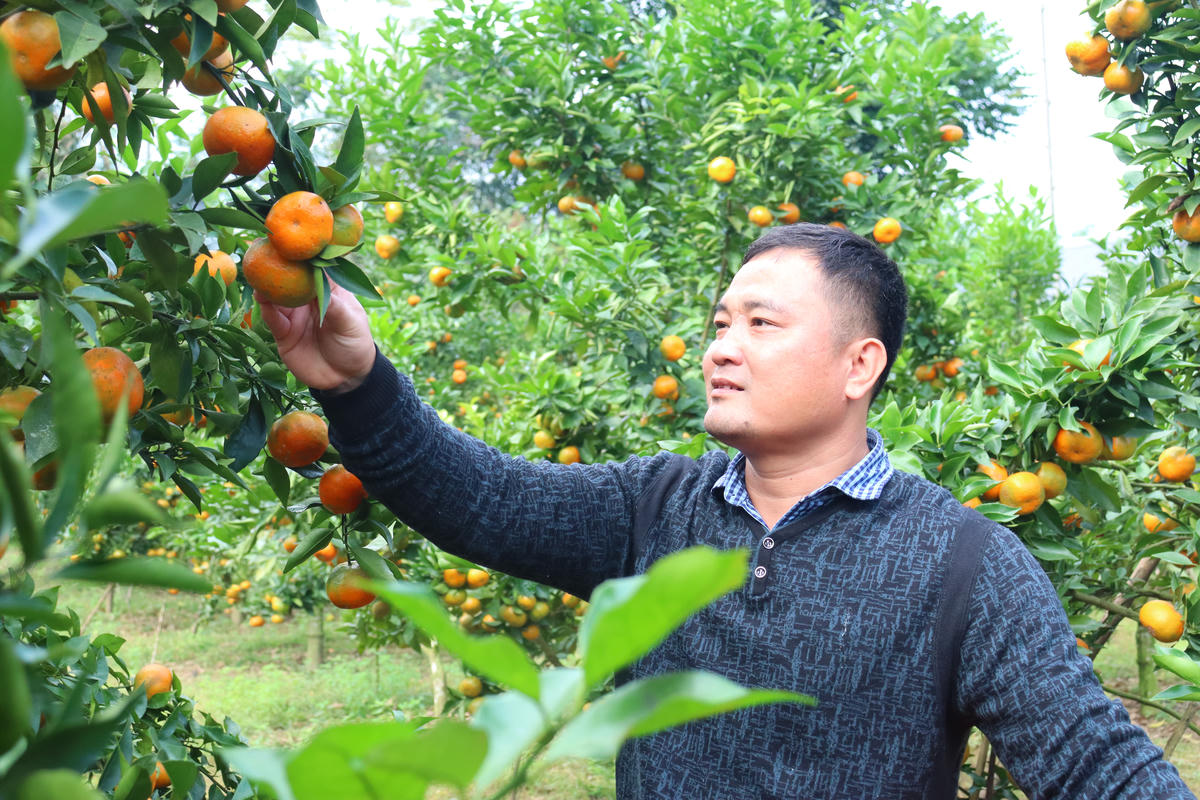 Mô hình trồng cam ở bản Hậu, xã biên giới Tam Lư. Ảnh: Phương Nguyên