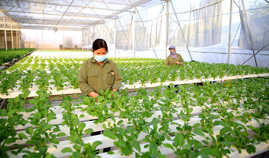 Hà Nội hiện có hơn 400 mô hình nông nghiệp đa giá trị.