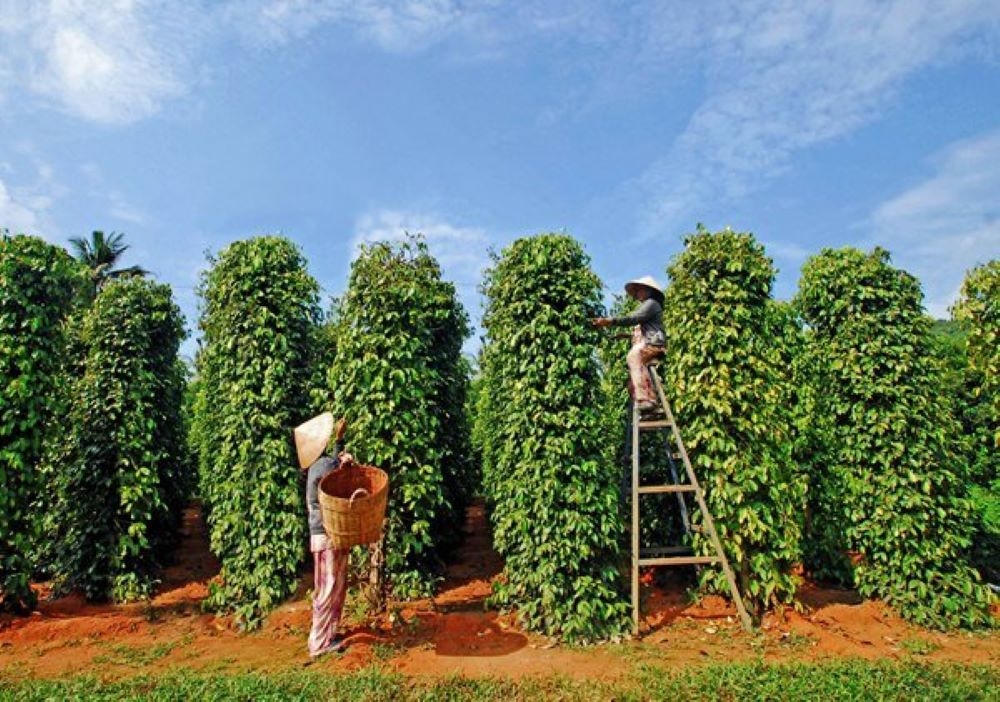 Tính đến giữa tháng 7/2026, Việt Nam đã xuất khẩu gần 156.200 tấn hồ tiêu, thu về khoảng 1,02 tỷ USD. Ảnh: Chu Khôi.