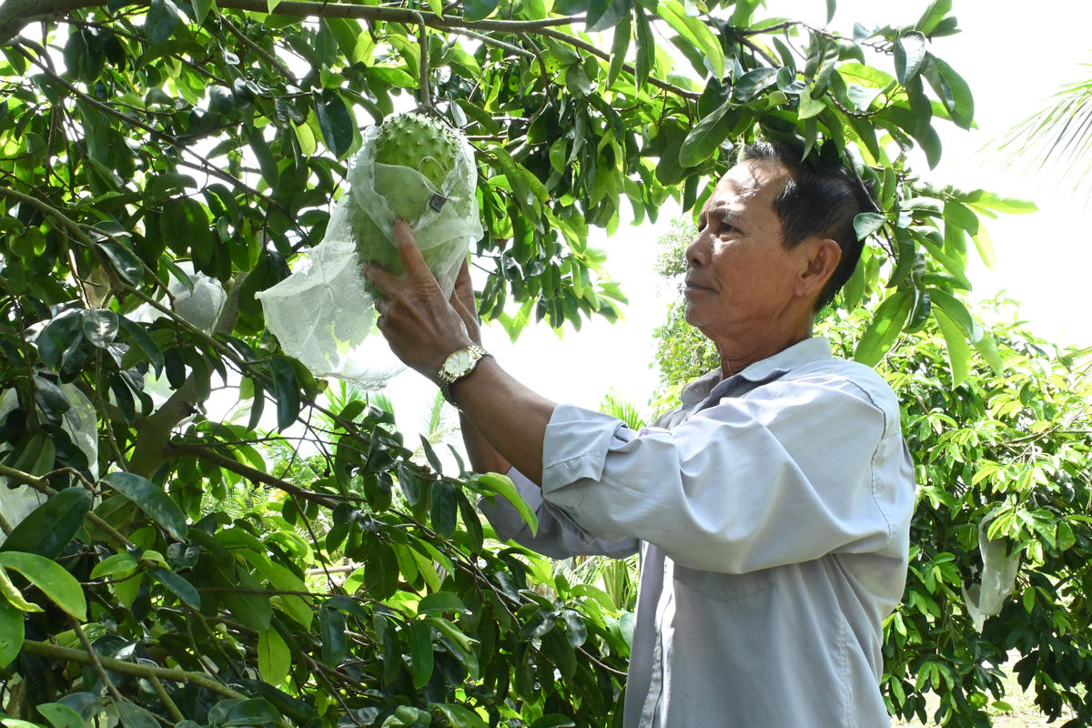 Nâng tầm giá trị trái mãng cầu gai