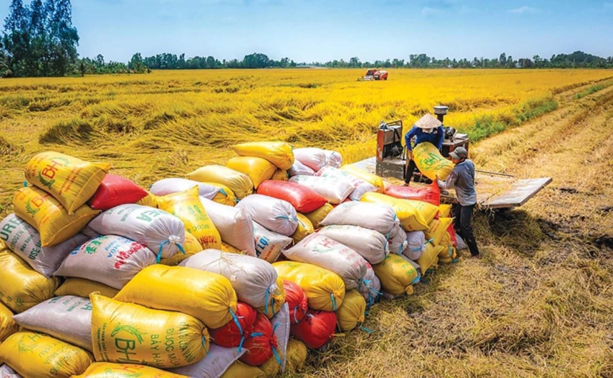 Nâng chất giá trị gạo Việt