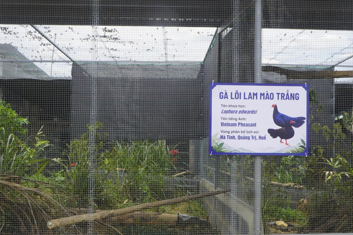 Gà lôi lam mào trắng (Lophura edwardsi) là loài động vật đặc hữu của miền Trung Việt Nam, từng phân bố tại Hà Tĩnh, Quảng Trị và TP Huế. 