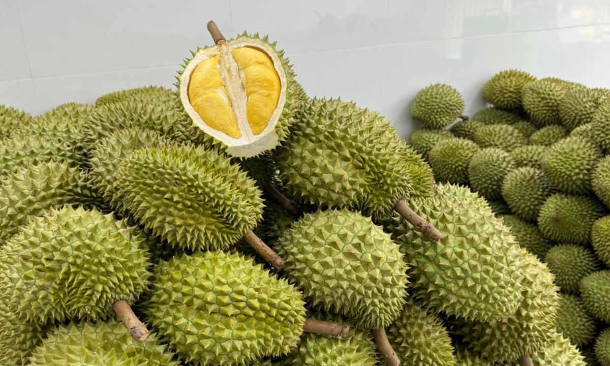 Sự phục hồi của xuất khẩu sầu riêng được xem là động lực quan trọng nhất phía sau kết quả của ngành rau quả. Ảnh: NN
