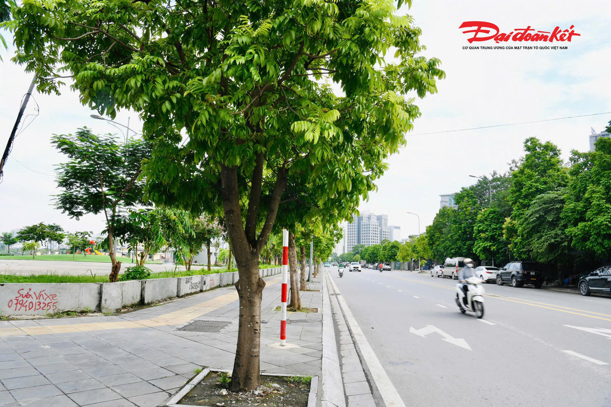 Phố Nguyễn Hữu An có chiều dài khoảng 830 m, mặt cắt ngang 25 m, gồm lòng đường rộng 15 m và vỉa hè mỗi bên rộng 5 m. Hệ thống mặt đường, vỉa hè, cây xanh và chiếu sáng được đầu tư đồng bộ, góp phần cải thiện khả năng kết nối giao thông, đồng thời tạo cảnh quan khang trang cho khu vực.