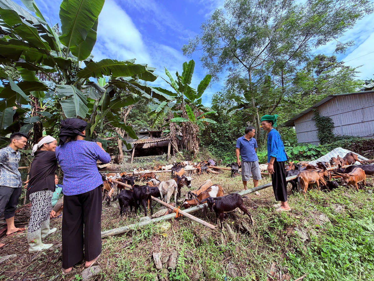 Các hộ dân nhận dê giống. Ảnh: Hân Nguyễn.