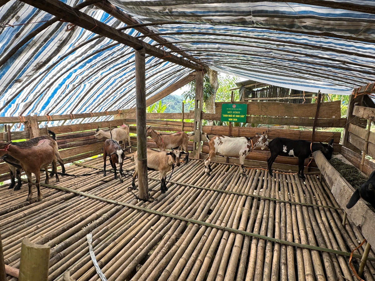 Mô hình điểm "chăn nuôi dê sinh sản" góp phần thúc đẩy nông dân xã vùng cao Sơn Lộ phát triển kinh tế. Ảnh: Hân Nguyễn.