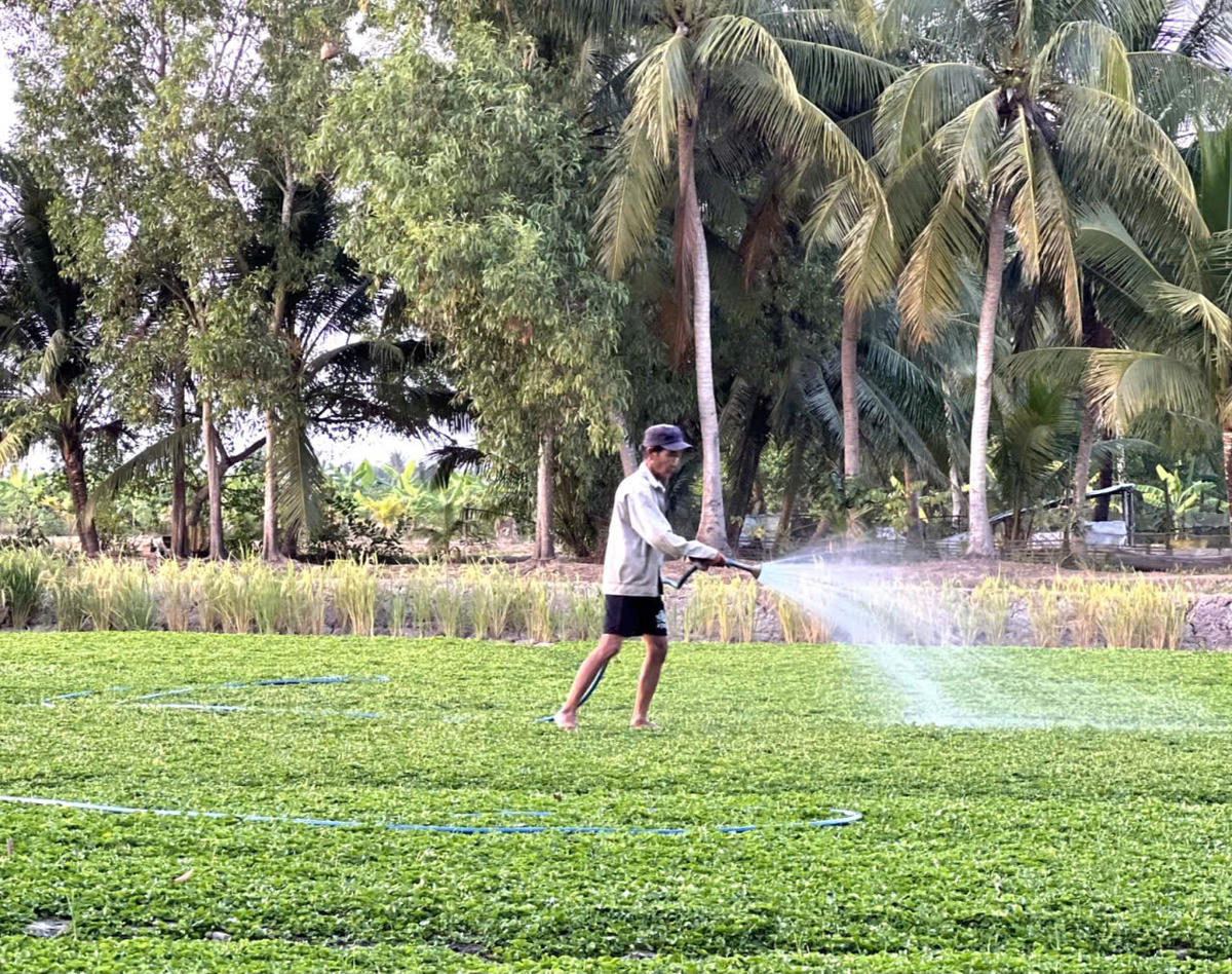 Được sự hỗ trợ từ các chương trình, chính sách dân tộc, đồng bào Khmer tại xã Hưng Hội dần thay đổi tư duy sản xuất, nỗ lực vươn lên phát triển kinh tế. Ảnh: Nguyên Du