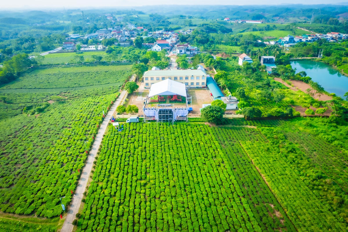 Quảng Ninh: Phát triển du lịch gắn với cây chè Đường Hoa