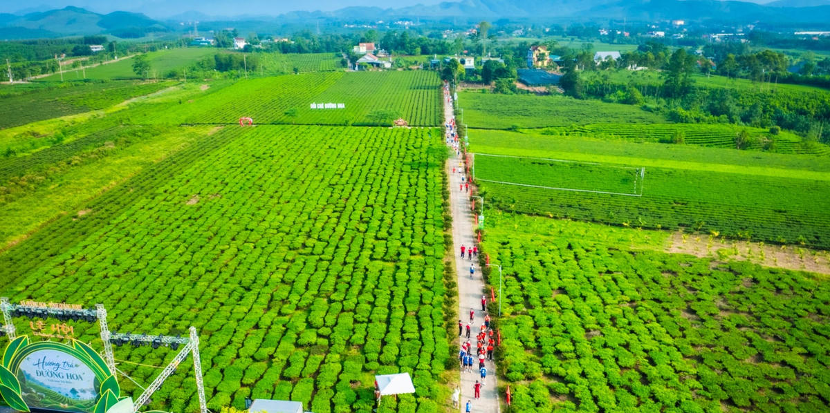 Quảng Ninh: Phát triển du lịch gắn với cây chè Đường Hoa