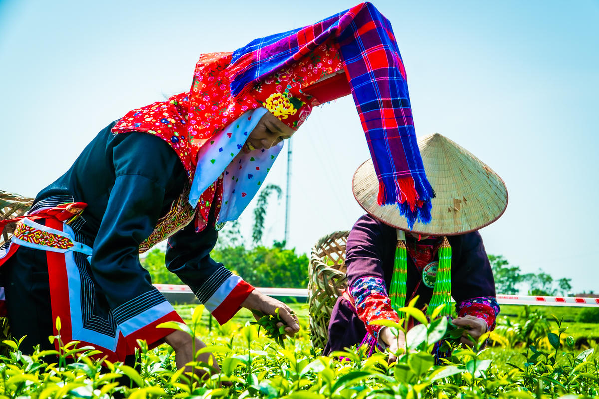 Quảng Ninh: Phát triển du lịch gắn với cây chè Đường Hoa