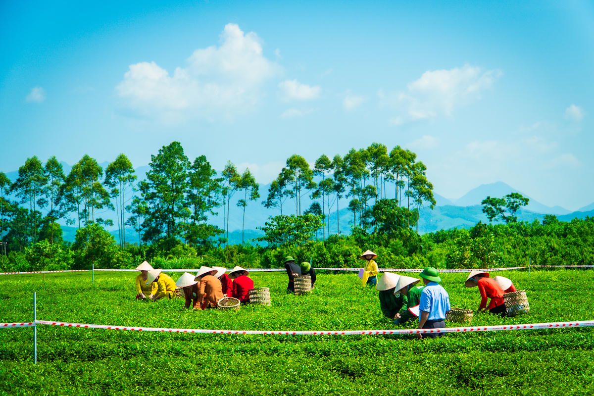 Quảng Ninh: Phát triển du lịch gắn với cây chè Đường Hoa