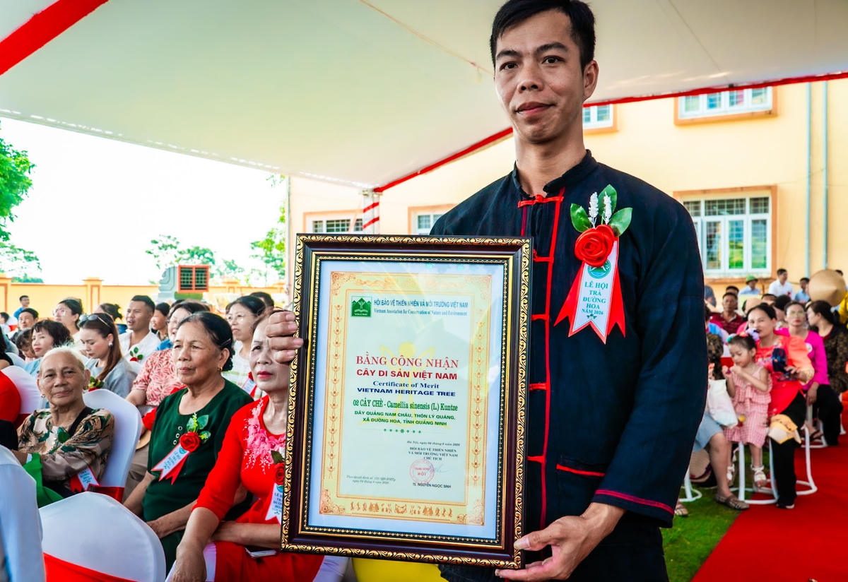 Quảng Ninh: Phát triển du lịch gắn với cây chè Đường Hoa