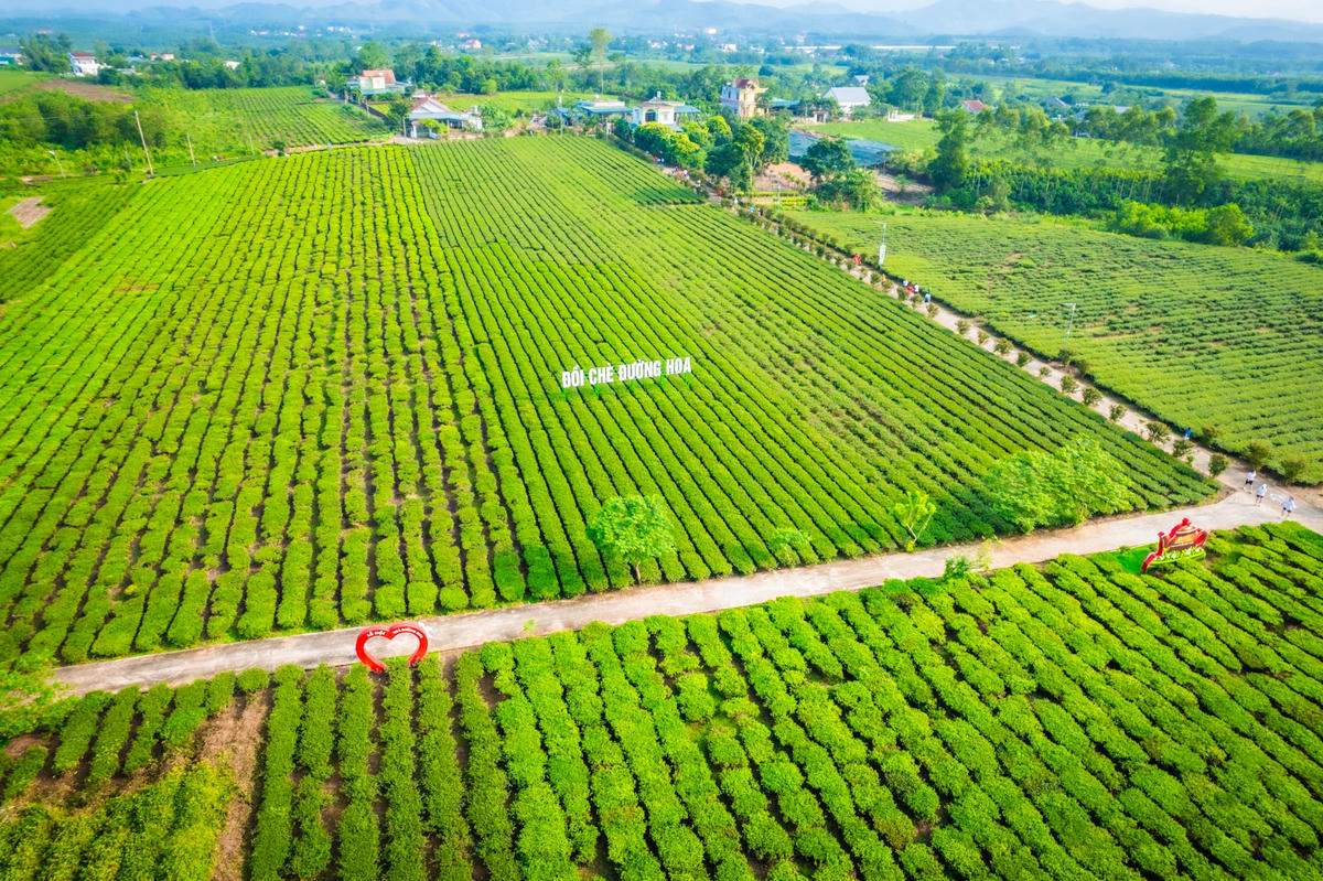 Quảng Ninh: Phát triển du lịch gắn với cây chè Đường Hoa