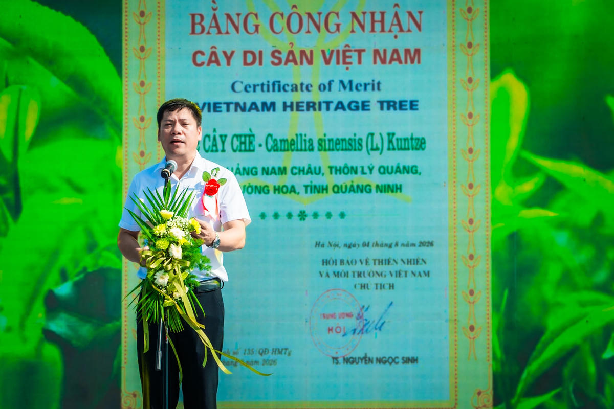 Quảng Ninh: Phát triển du lịch gắn với cây chè Đường Hoa