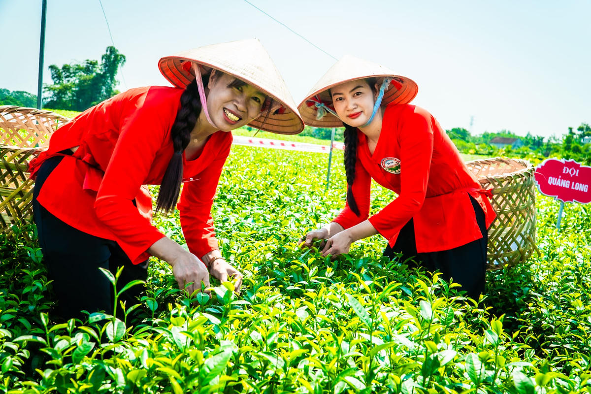 Quảng Ninh: Phát triển du lịch gắn với cây chè Đường Hoa